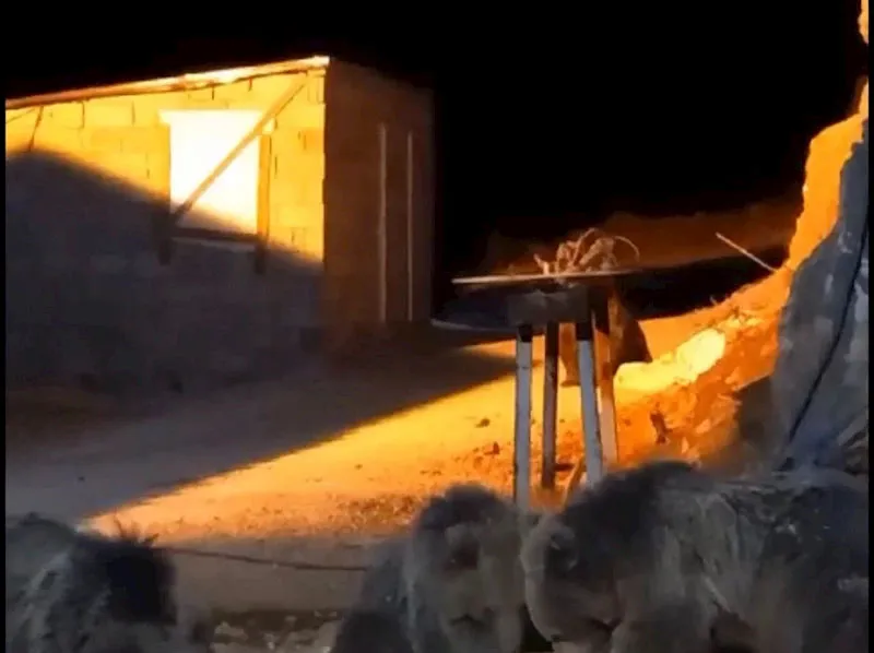 Yüksekova’da şantiyede yiyecek arayan 4 ayı kameralara yansıdı