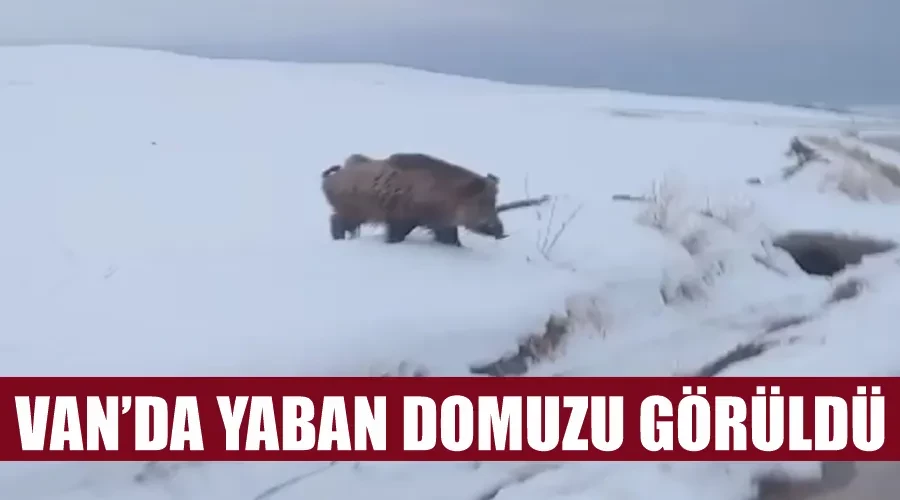 Van’da yaban domuzu görüldü