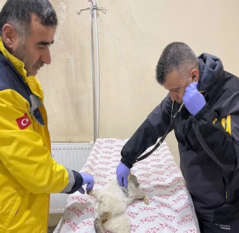 Hakkari’de sokak hayvanlarına şefkat eli