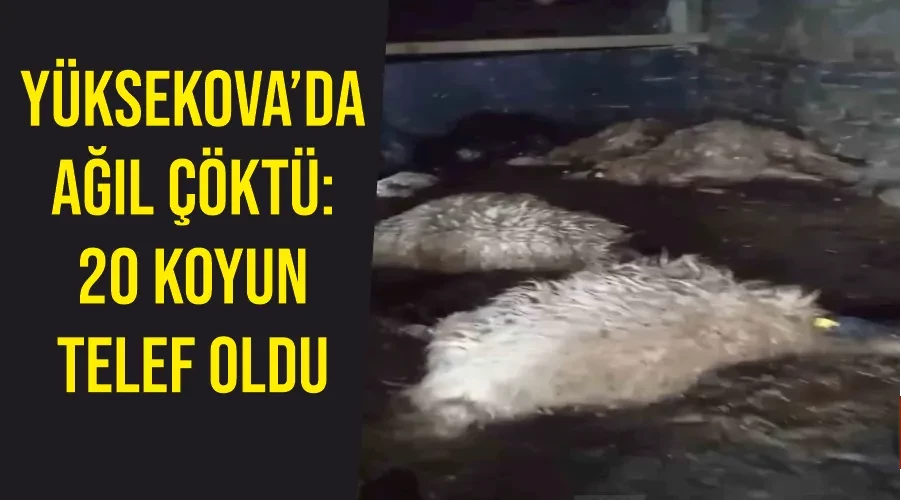 Yüksekova’da ağıl çöktü: 20 koyun telef oldu
