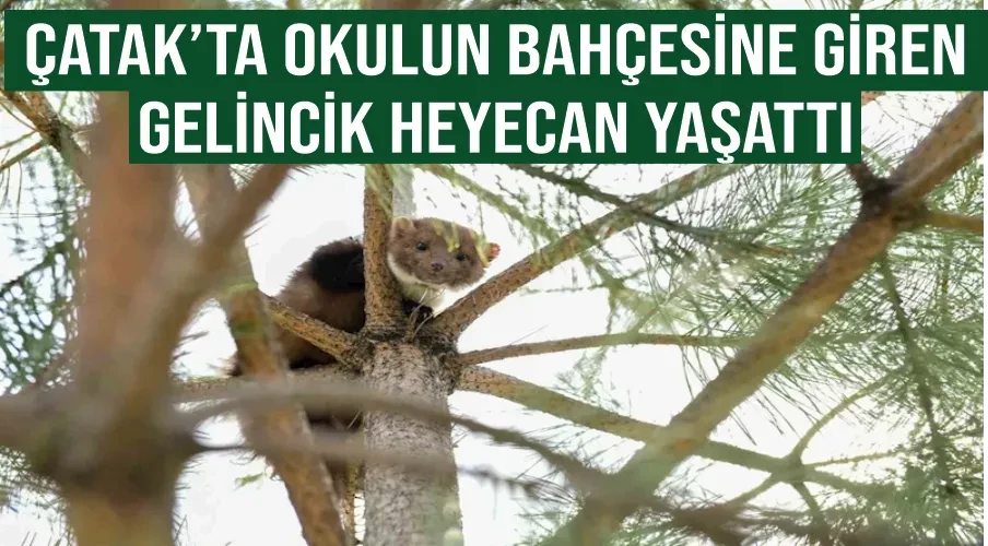 Çatak’ta okulun bahçesine giren gelincik heyecan yaşattı