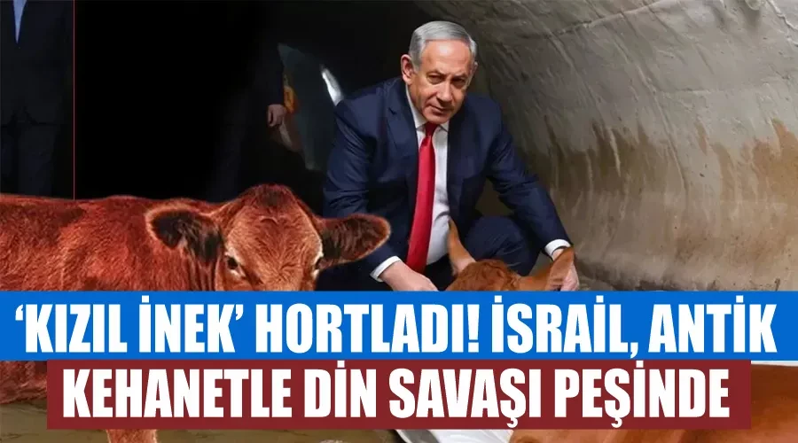 ‘Kızıl İnek’ hortladı! İsrail, antik kehanetle din savaşı peşinde