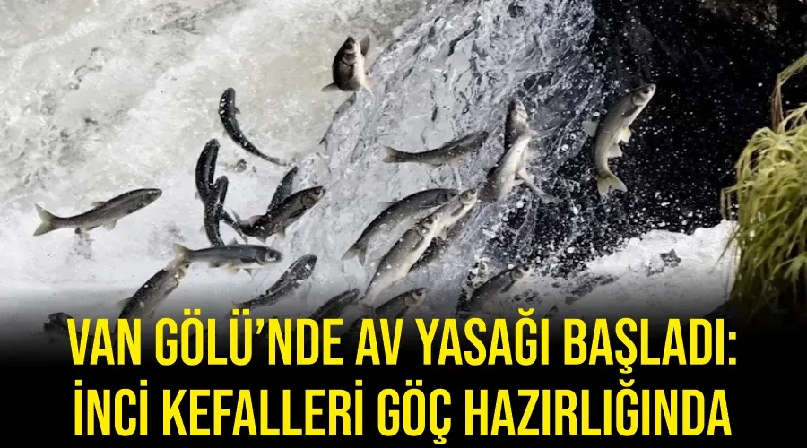 Van Gölü’nde av yasağı başladı: İnci kefalleri göç hazırlığında