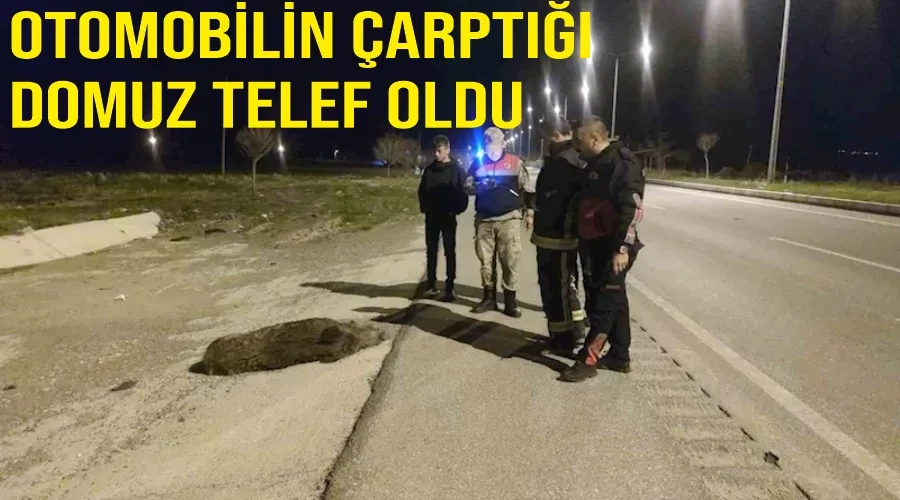 Otomobilin çarptığı domuz telef oldu