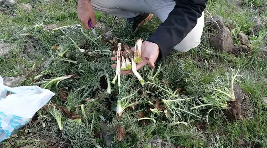 Erciş’te kenger bitkisine yoğun ilgi