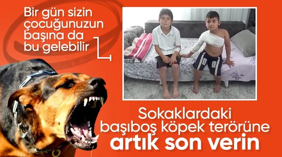 Muş’ta sahipsiz köpekler dehşet saçtı: İki kardeş yaralandı
