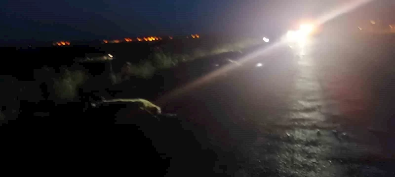Otomobilin çarptığı çok sayıda koyun telef oldu
