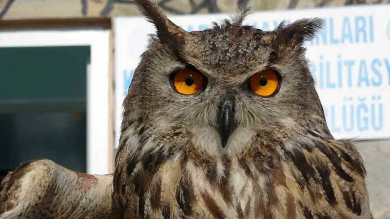 Yaban hayatın sessiz kahramanı: 9 ayda 500’e yakın hayvana müdahale etti