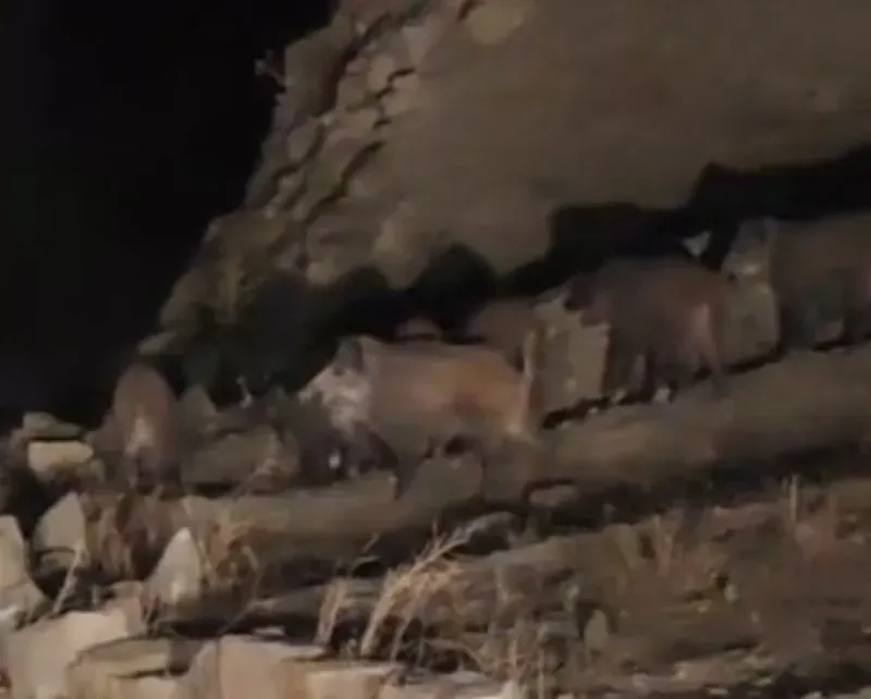 Van’da mahalleye inen domuz sürüsü görüntülendi