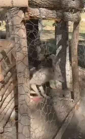 Özalp’te kafeste tutulan kurt kurtarıldı