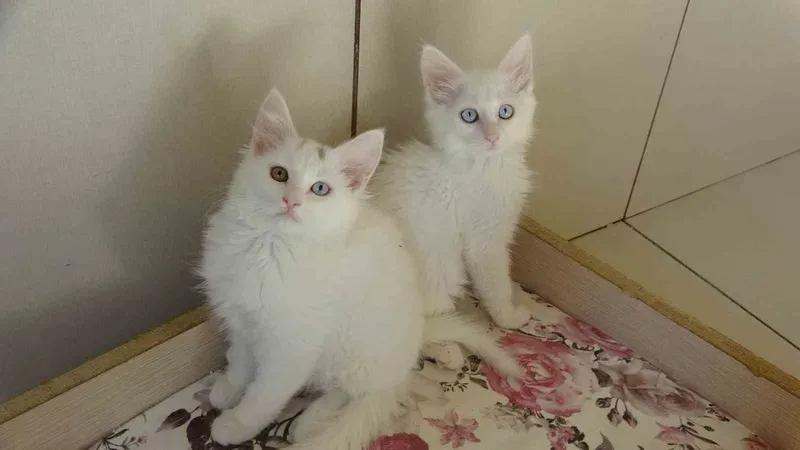 Van kedileri için ‘kırmızı alarm’ kaldırıldı