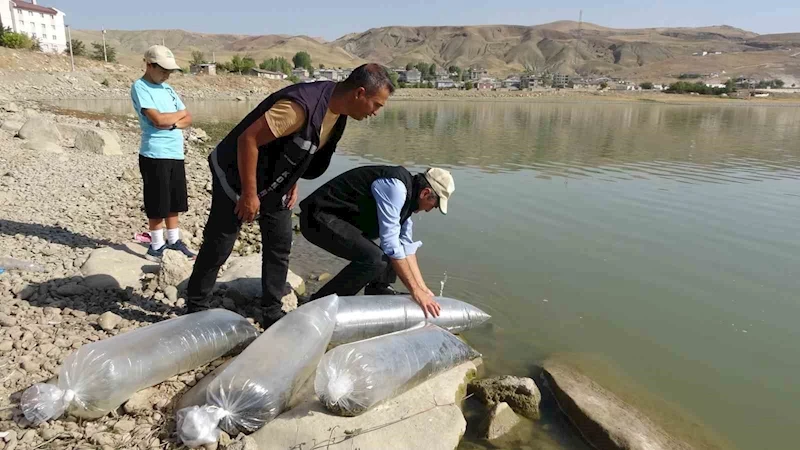 Van’daki göllere 450 bin yavru sazan bırakıldı