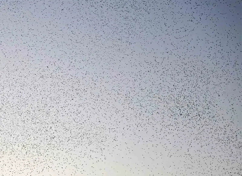 Bitlis semalarında binlerce kuş adeta dans etti