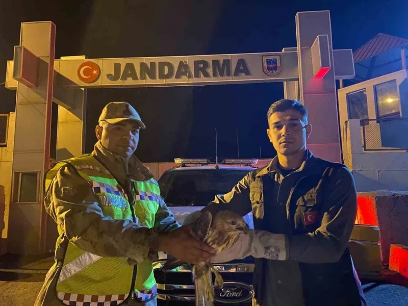 Kızıl şahin emin ellerde