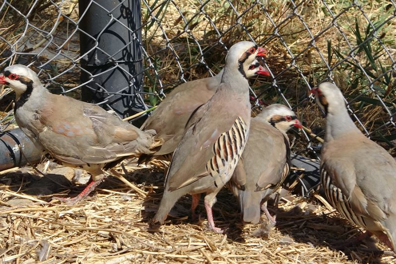 Van’da av yasağında alınan önlemler kekliklerin popülasyonunu arttırdı