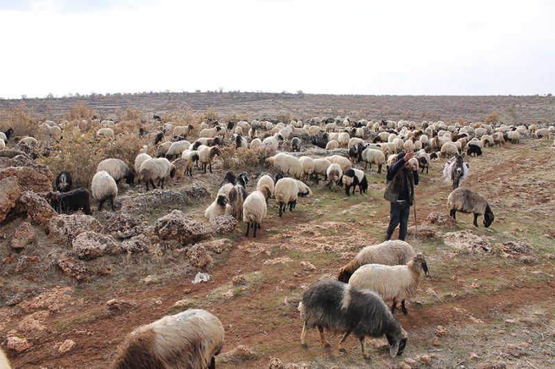 Göçerler 400 kilometrelik zorlu yolculuğu 80 günde tamamladı