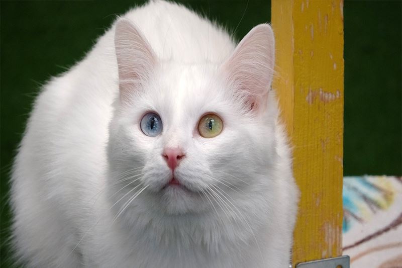 Bu yıl 100 yavru Van kedisi dünyaya geldi