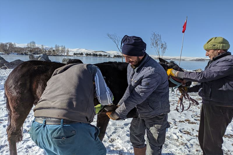 Çıldır Gölü’nde atlara kış lastiği