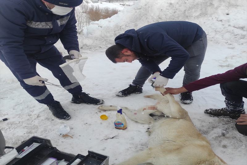 Elektrik telleriyle bağlanarak ölüme terk edilen köpekleri belediye ekipleri kurtardı