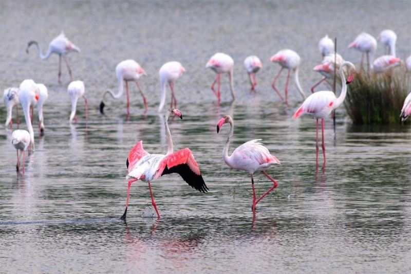 Flamingoların muhteşem kış dansı