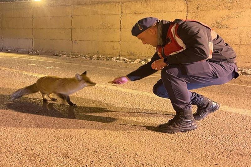 Jandarma aç kalan tilkiyi elleriyle besledi