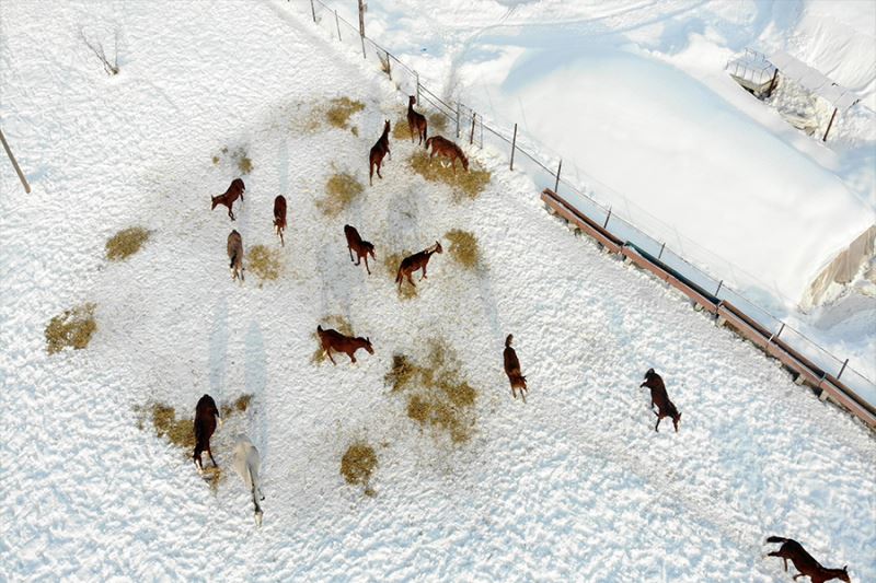 Türkiye’nin yarış atları Sultan Alparslan diyarı Muş’ta kar üzerinde yetiştiriliyor