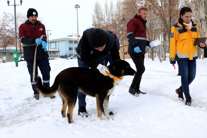 Van Büyükşehir Belediyesi sokak köpeklerini 