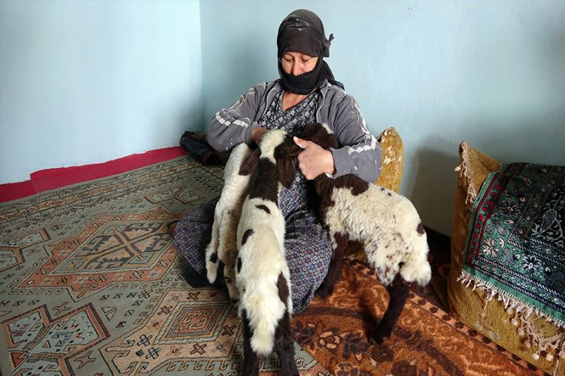 Anneleri ölen kuzulara bebek şefkati