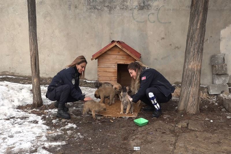 Erciş Belediyesinden Sokak hayvanları için kulübe