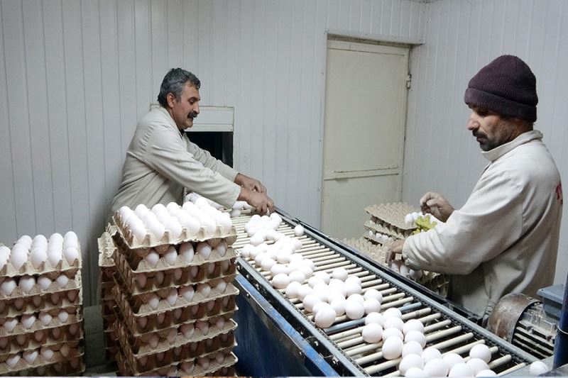 Muş’ta KDV indirimi yumurta üreticisini sevindirdi