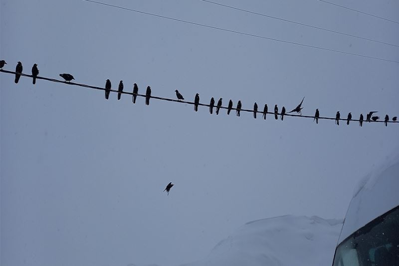 Bitlis