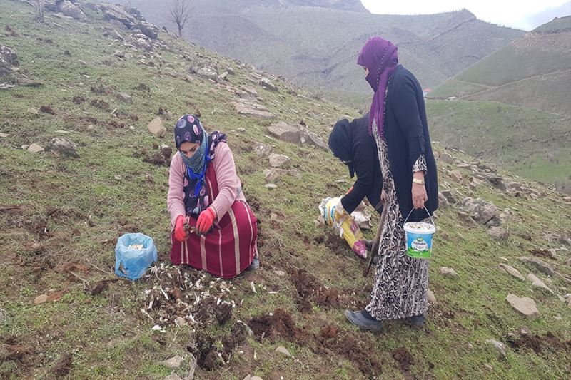 Derecik’te kenger bitkisini toplama sezonu başladı