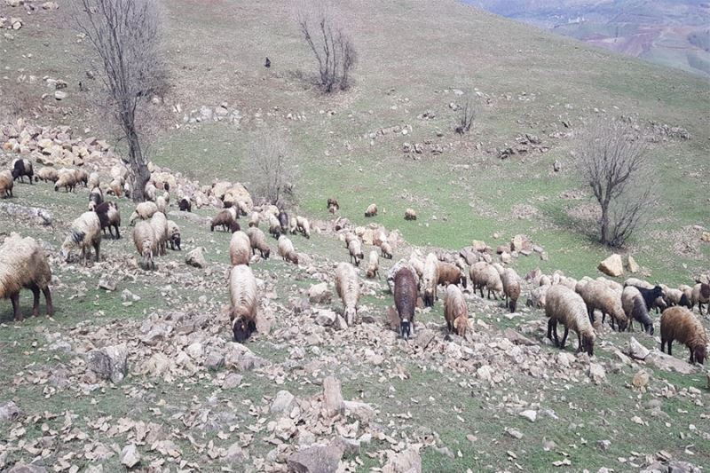 Derecik’te koyunlar meralara çıkmaya başladı