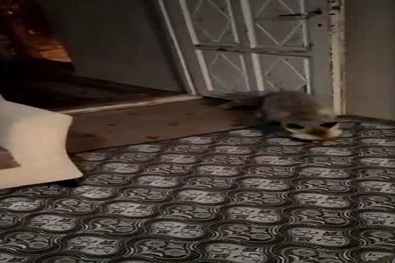 Kapısına kadar gelen tilkiyi halı üstünde besliyor