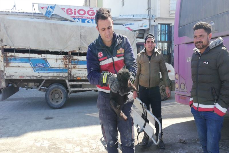 Otobüsün altına giren kediyi itfaiye ekipleri kurtardı