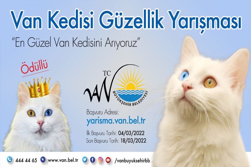 Van kedisi güzellik yarışması