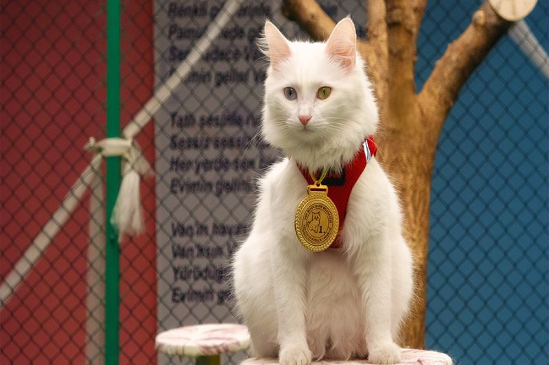 Yılın en güzel Van kedisi ‘Mia’ ilgi odağı