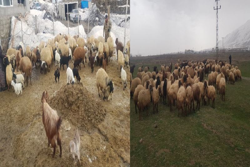 Adilcevaz’da bir yanda kış bir yanda bahar