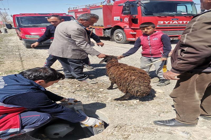 Rögar kuyusuna düşen koyun kurtarıldı