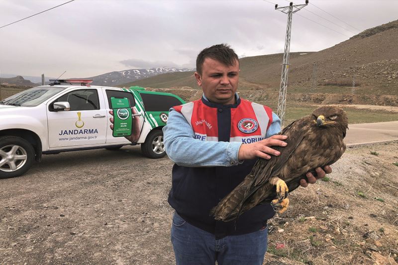 Van’da bulunan yaralı kartal tedaviye alındı