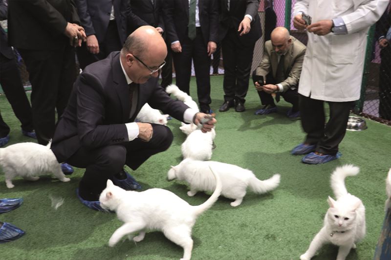 YÖK Başkanı Prof. Dr. Özvar Van kedilerini sevdi