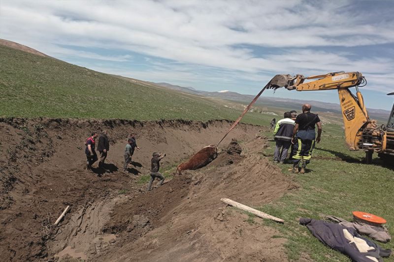Bataklığa saplanan büyükbaş hayvan kurtarıldı