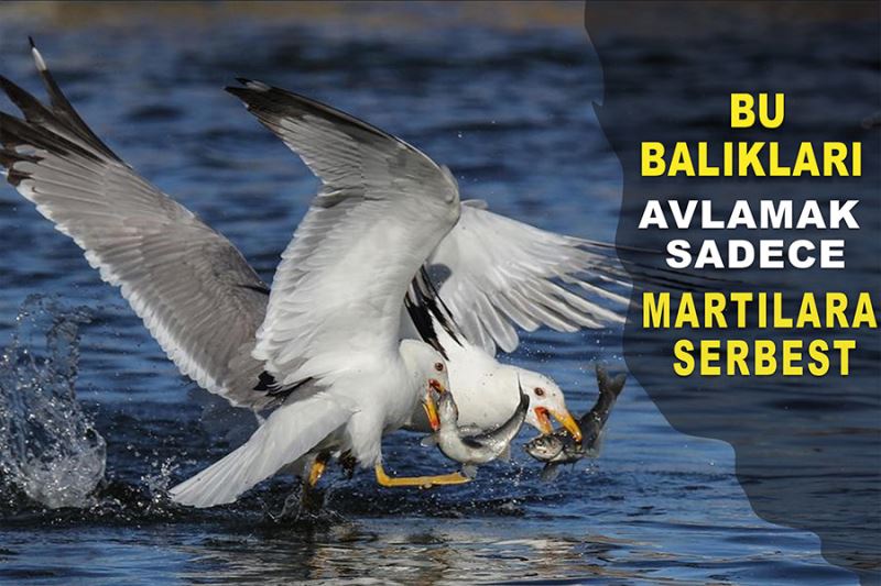 Bu balıkları avlamak sadece martılara serbest