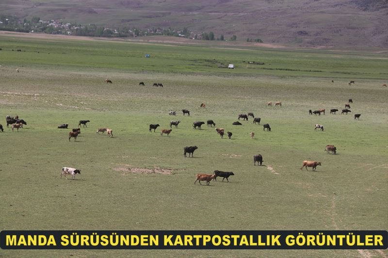 Manda sürüsünden kartpostallık görüntüler