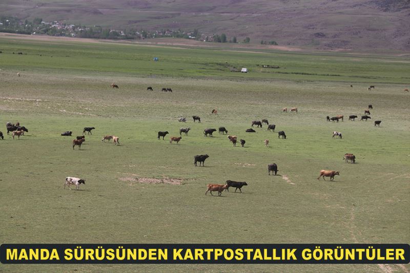 Manda sürüsünden kartpostallık görüntüler