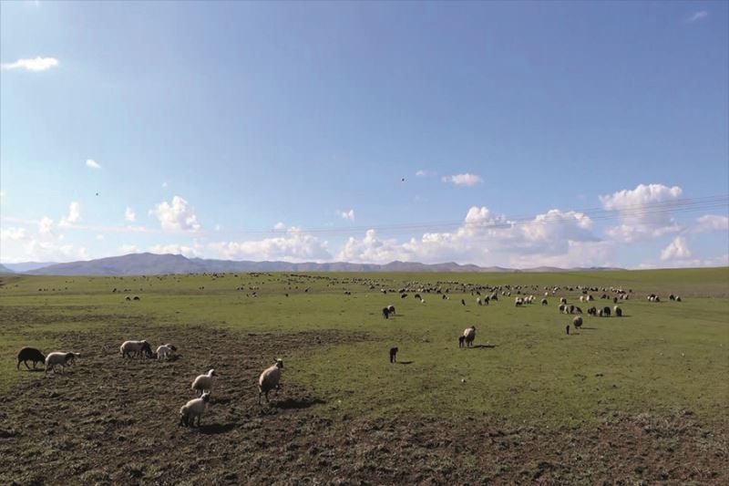 Muş, bölgenin hayvancılık merkezi haline geliyor