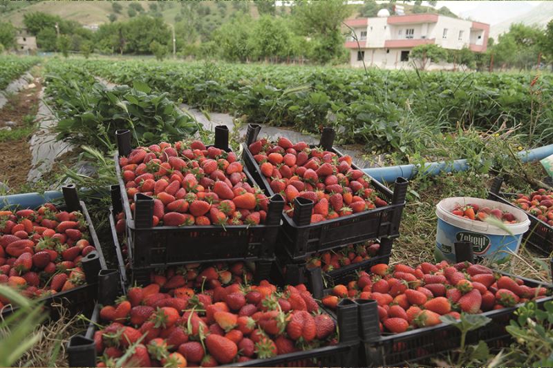 Savaş halinde olan Rusya ve Ukrayna’ya Sason çileği
