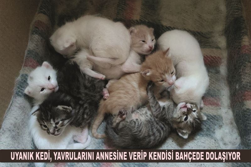 Uyanık kedi, yavrularını annesine verip kendisi bahçede dolaşıyor