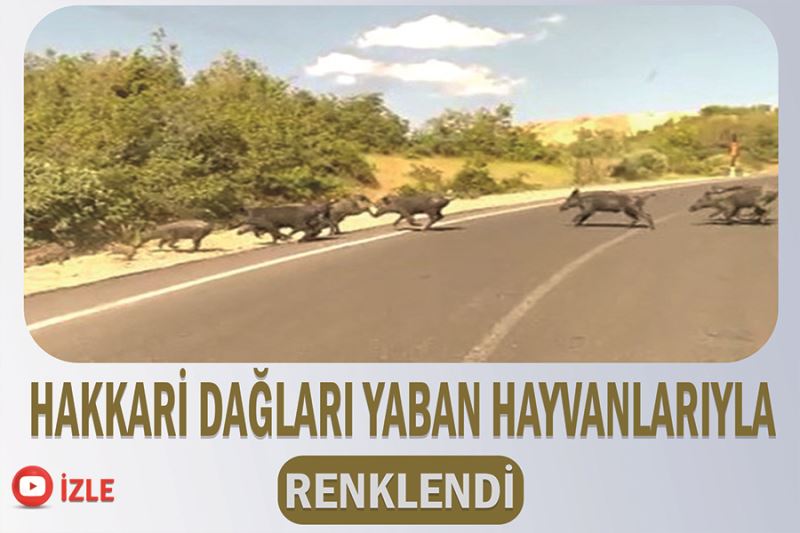Hakkari dağları yaban hayvanlarıyla renklendi