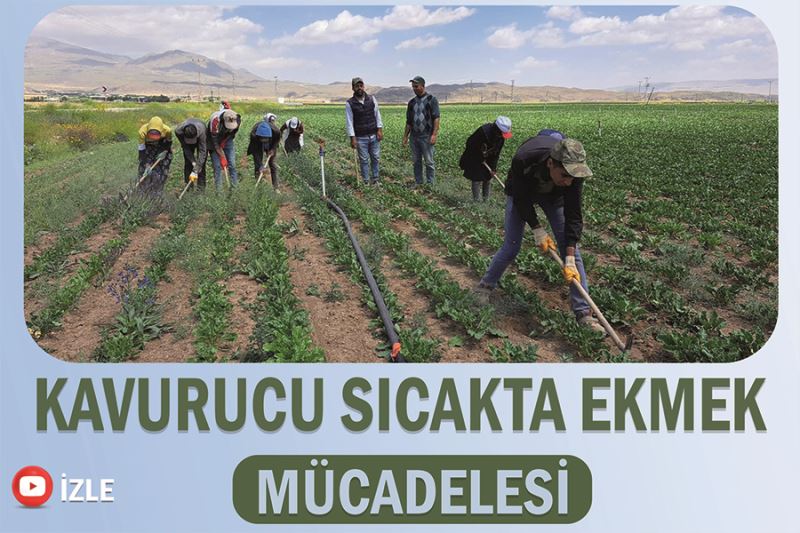 Kavurucu sıcakta ekmek mücadelesi